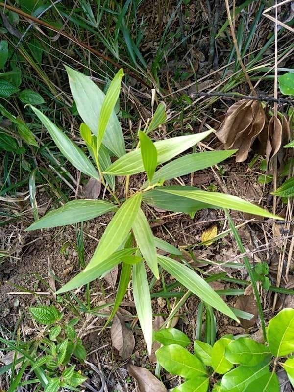 tree image