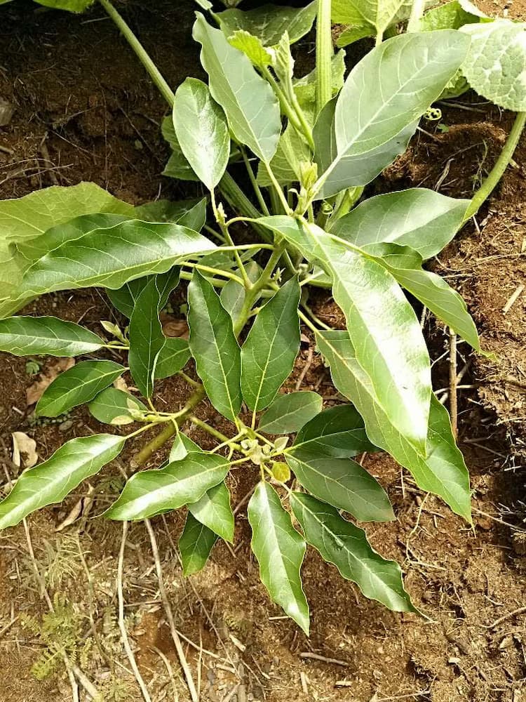 tree image