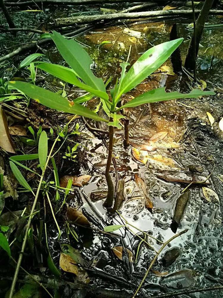 tree image