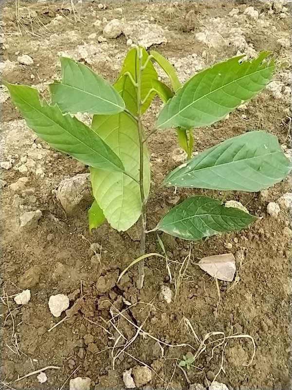 tree image