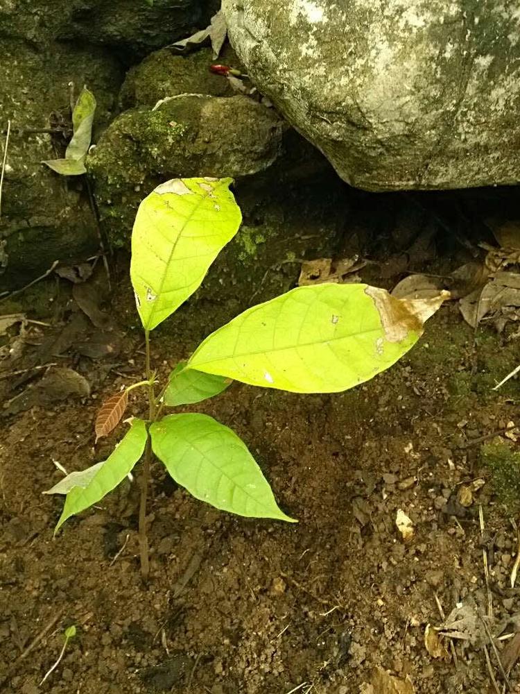 tree image