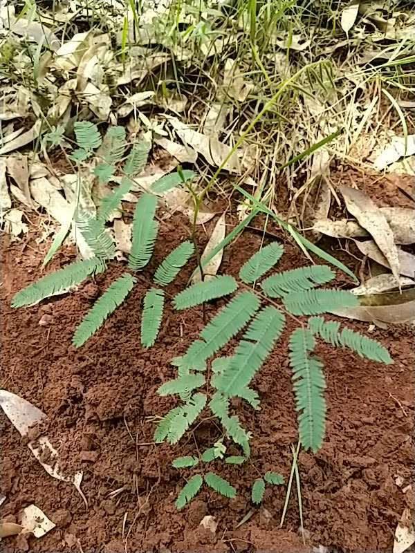 tree image