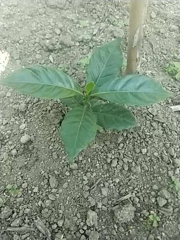 tree image