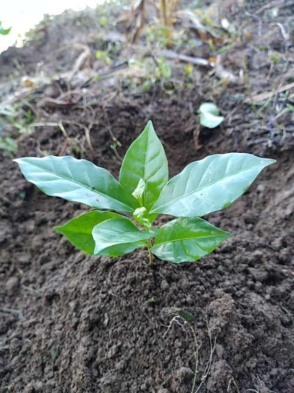 tree image