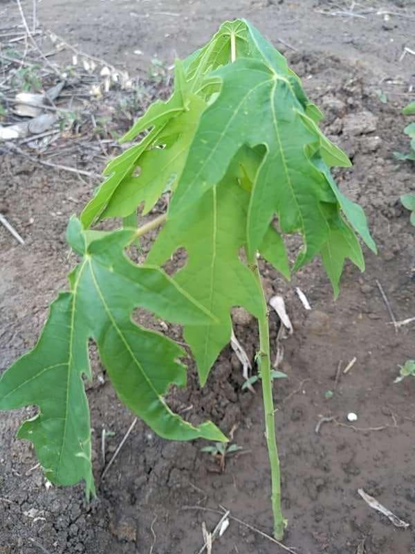 tree image
