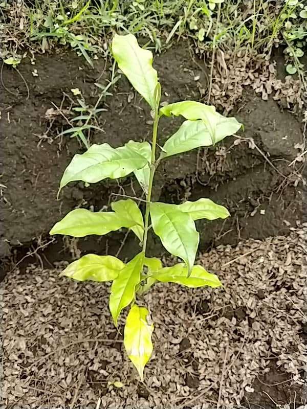 tree image