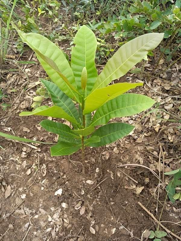 tree image