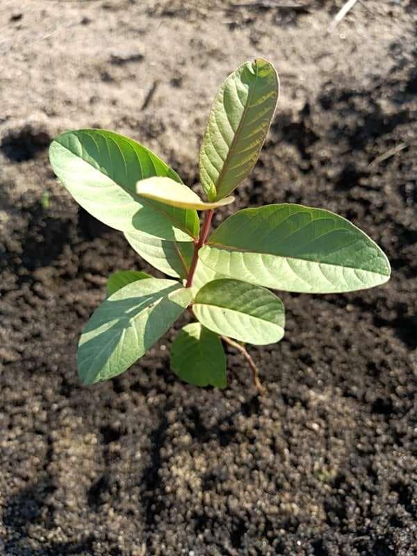 tree image