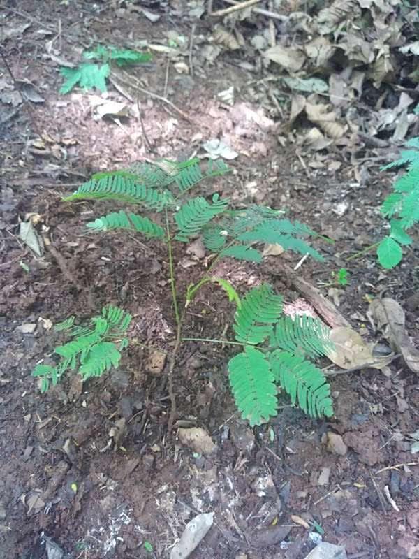 tree image