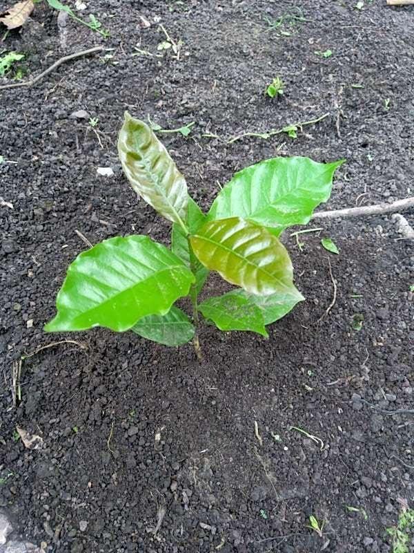 tree image