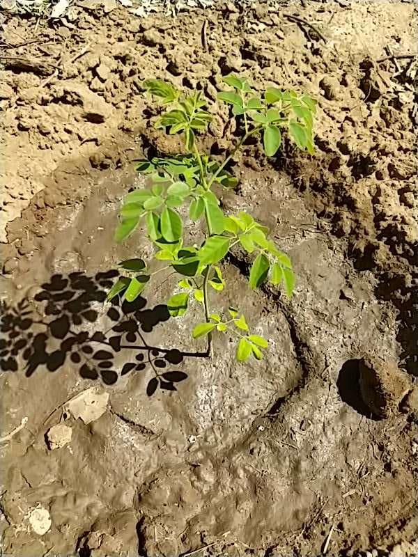 tree image