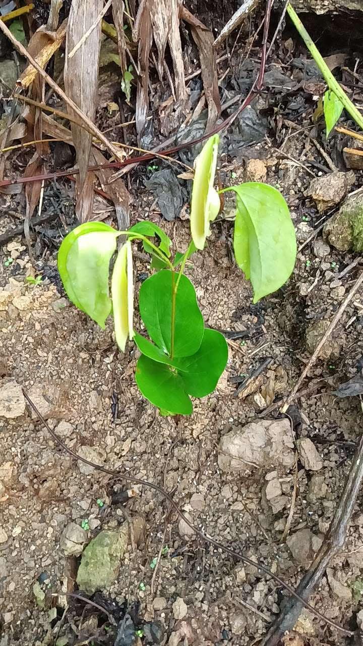 tree image