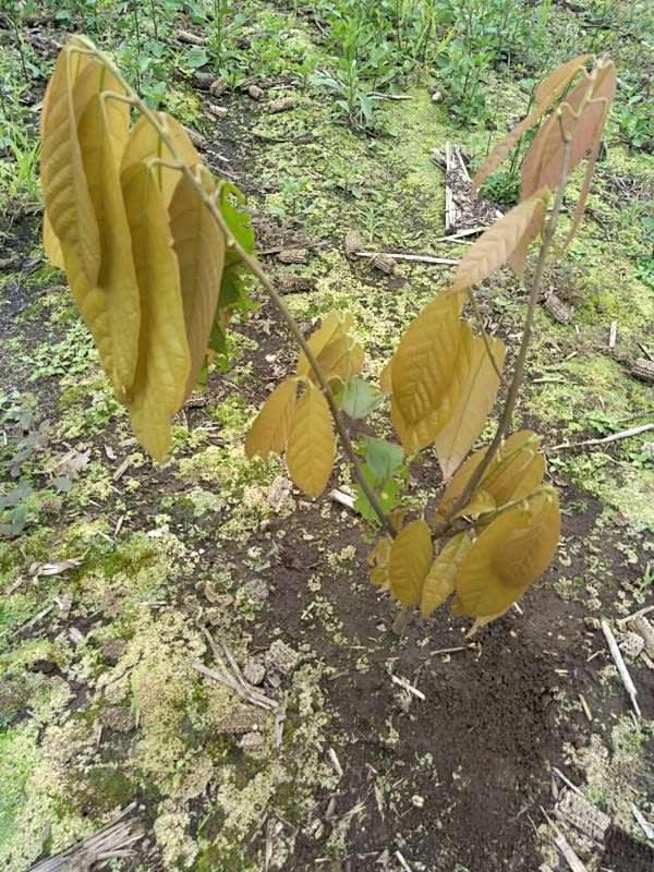 tree image