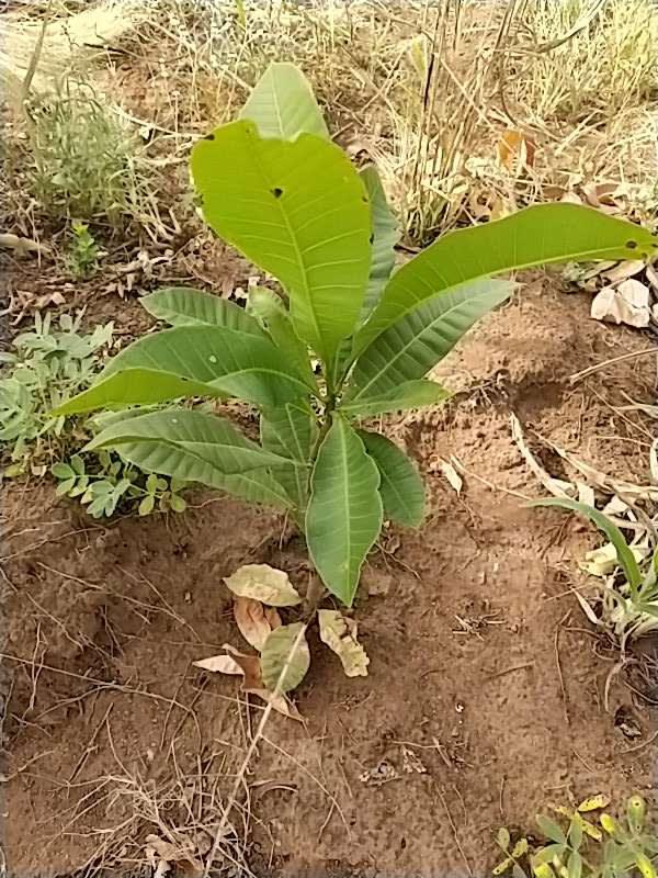 tree image