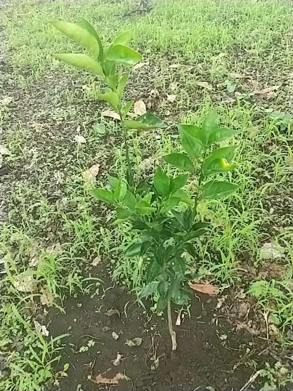 tree image