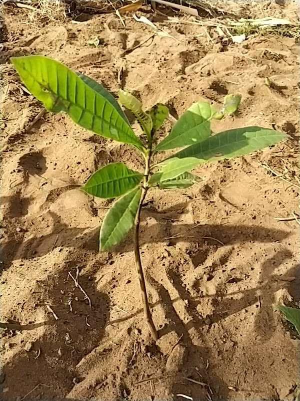 tree image