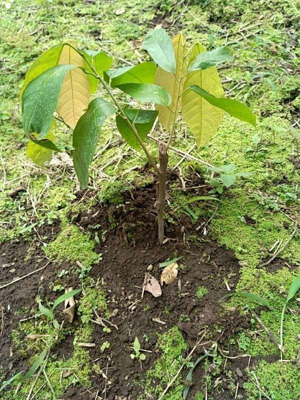 tree image