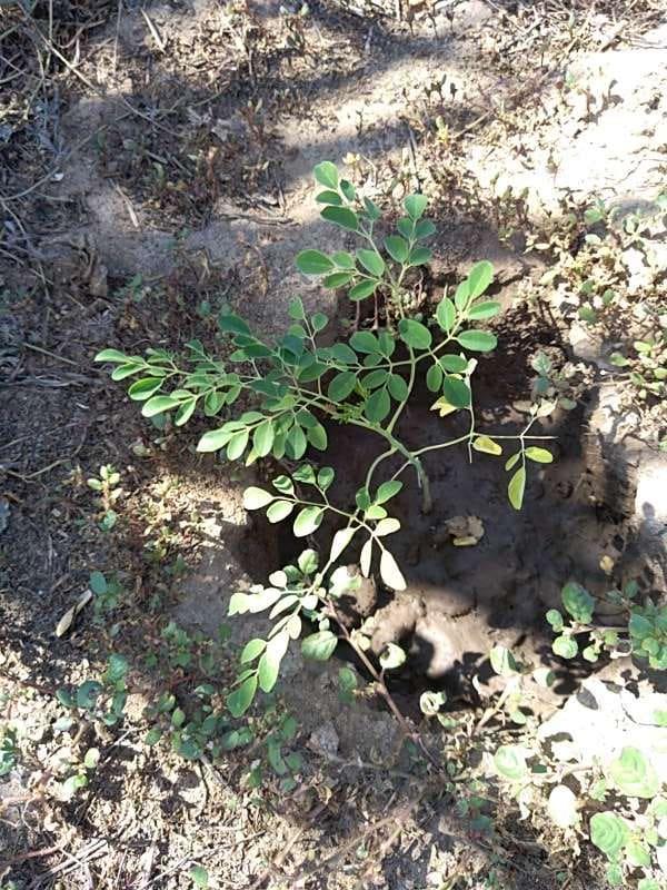 tree image