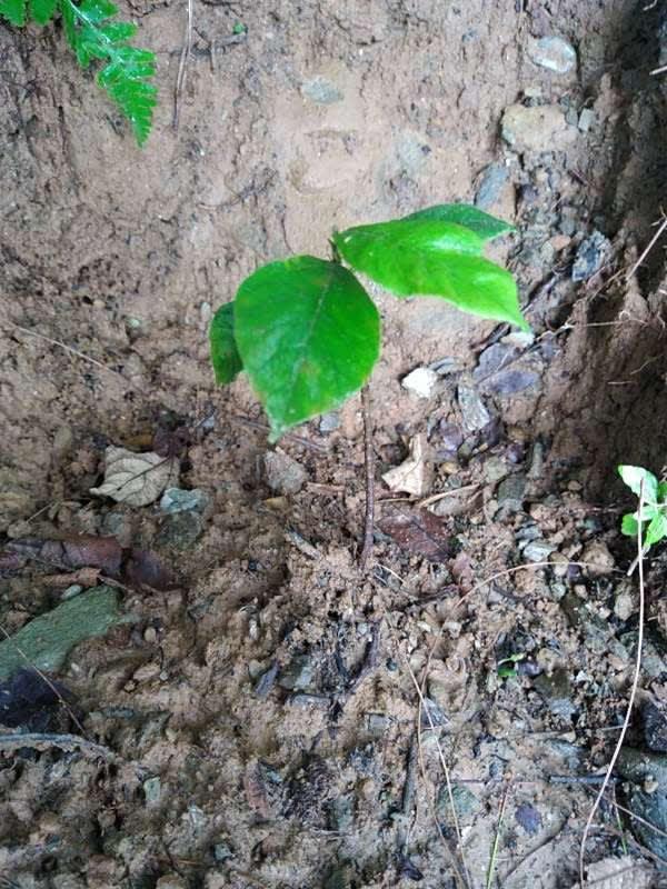 tree image