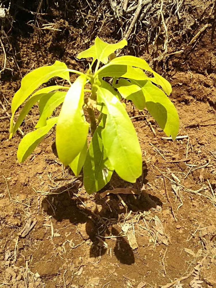 tree image