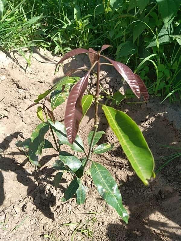 tree image