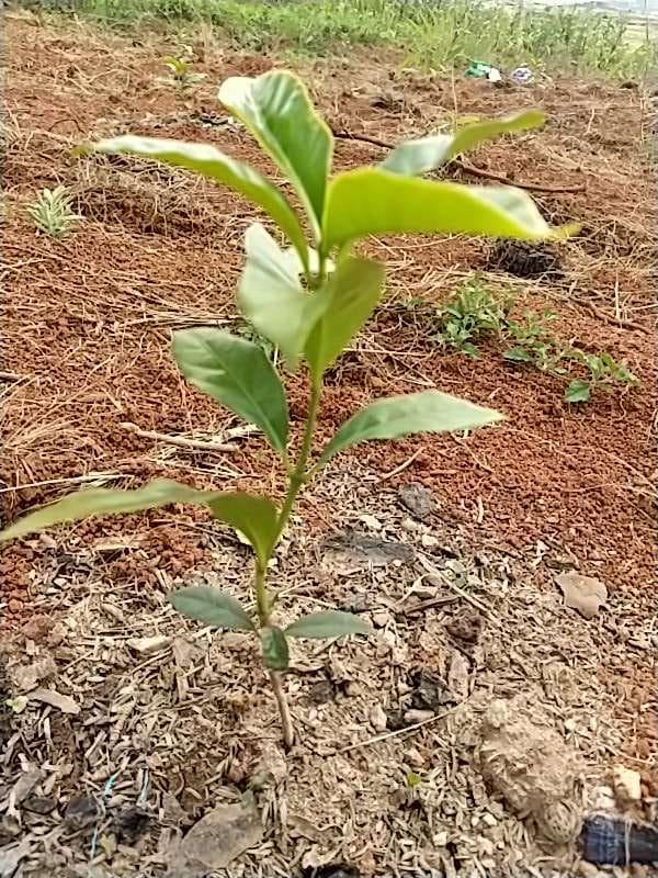 tree image