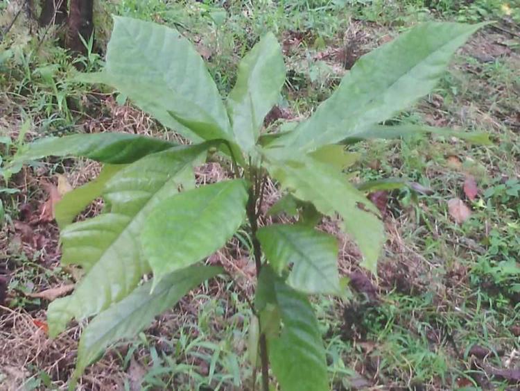 tree image