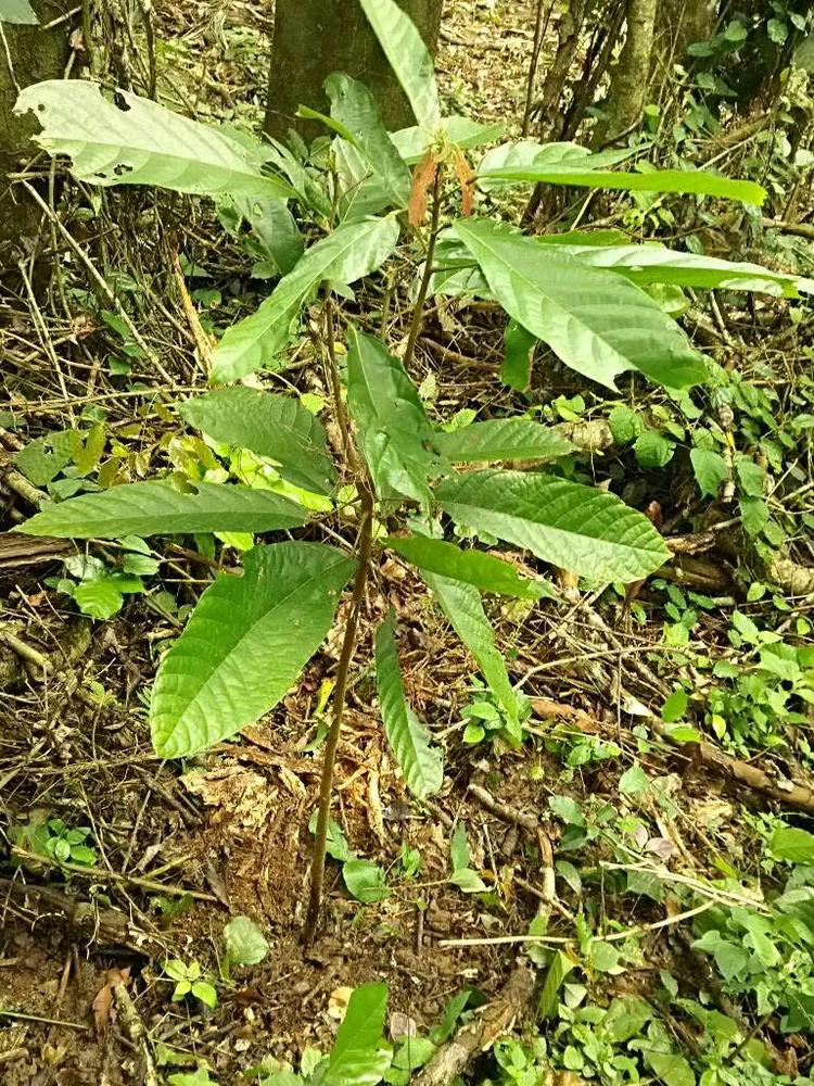 tree image