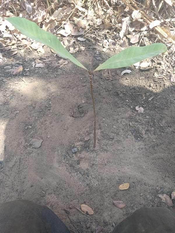 tree image