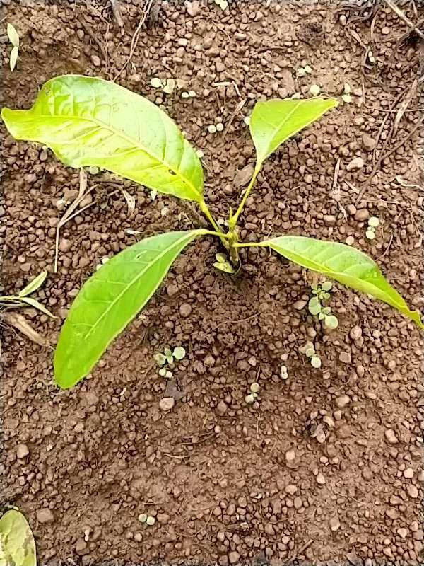 tree image