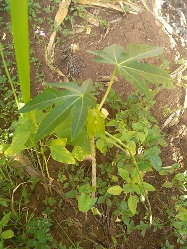 tree image