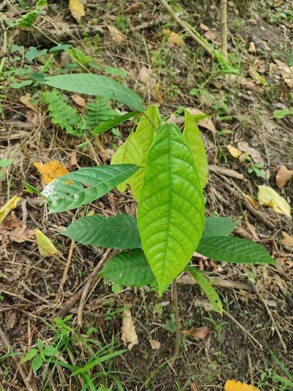 tree image