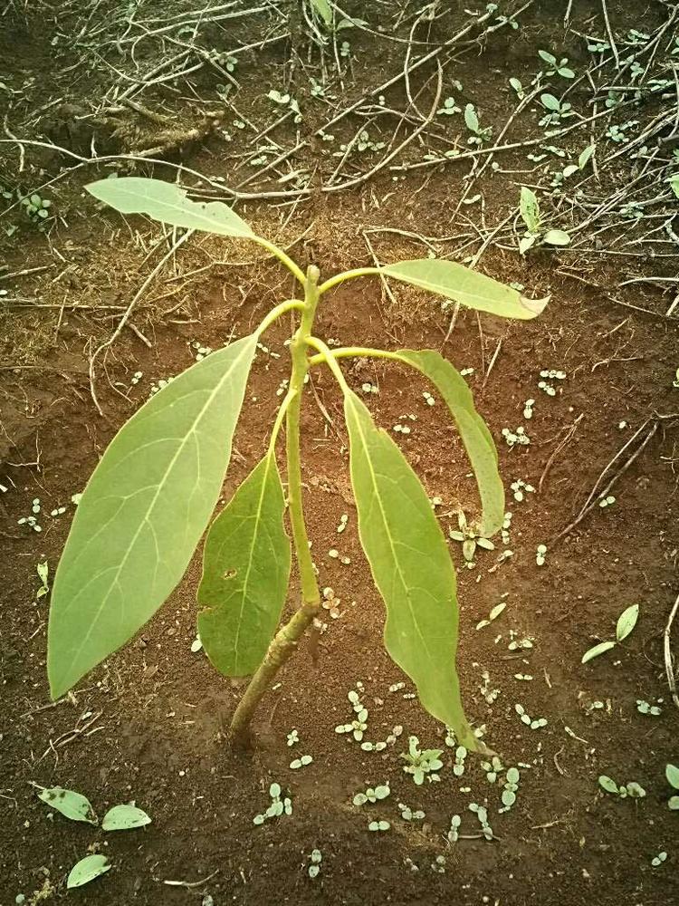 tree image