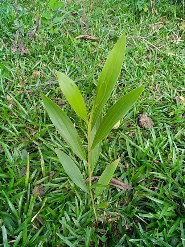 tree image