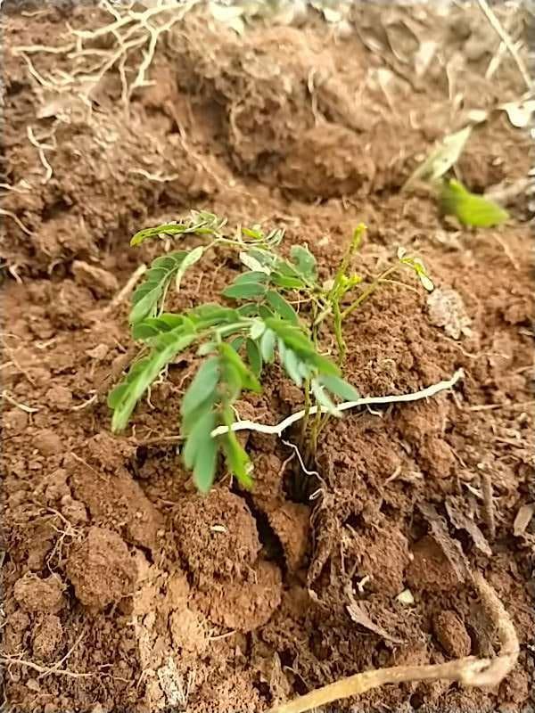 tree image