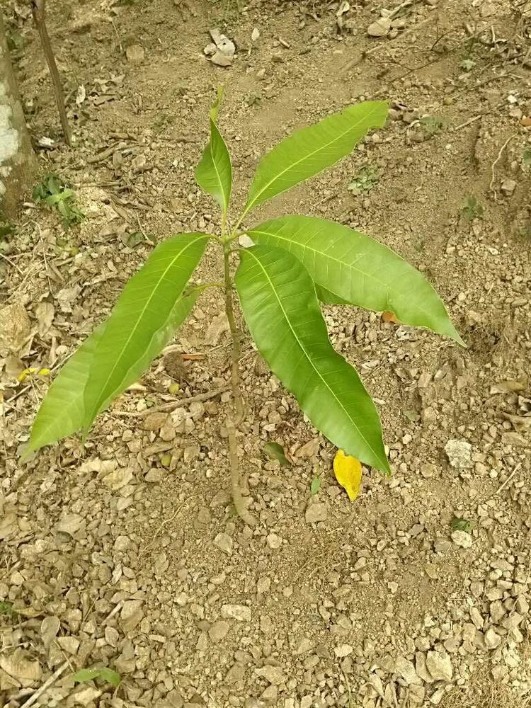 tree image