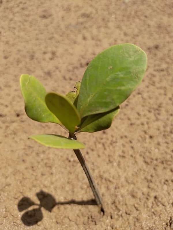 tree image