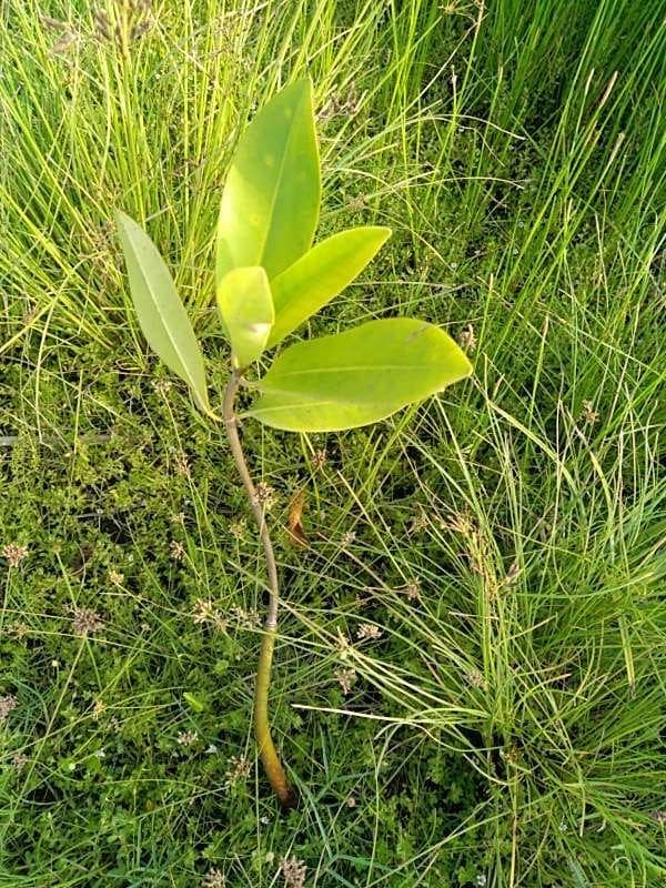 tree image
