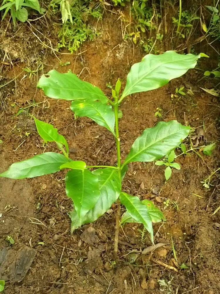 tree image