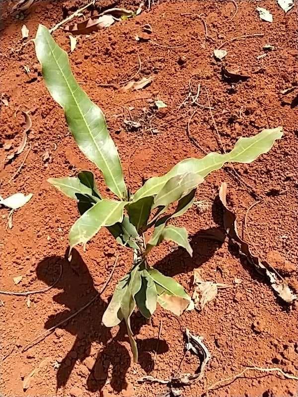 tree image