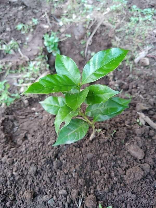 tree image