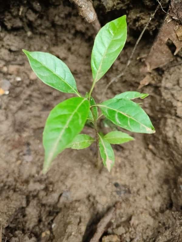 tree image