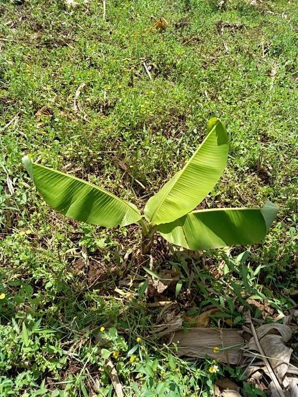 tree image