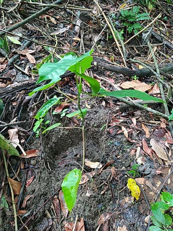 tree image