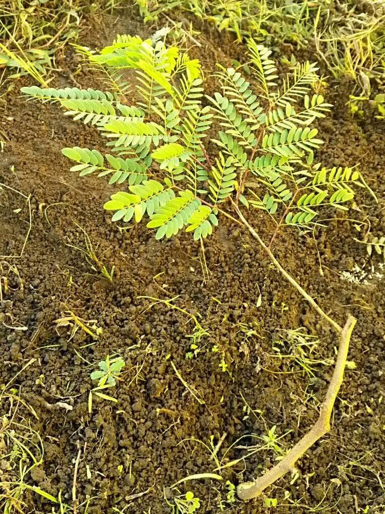 tree image