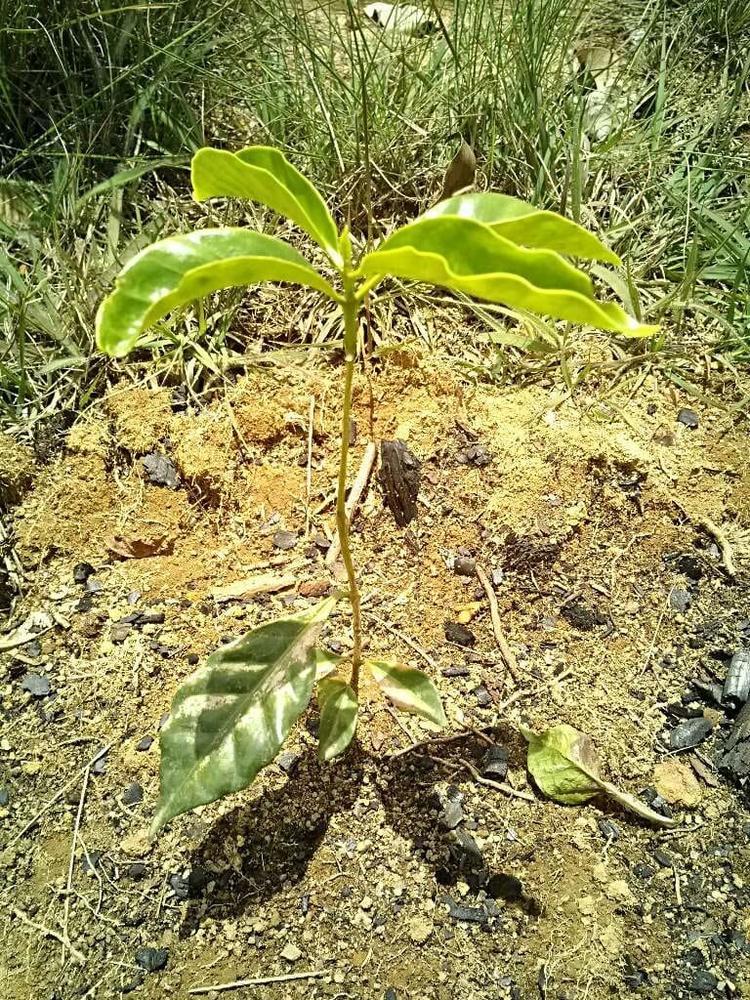 tree image