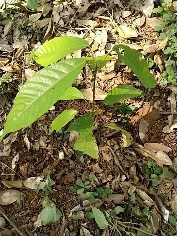 tree image