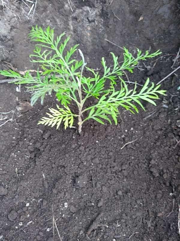 tree image
