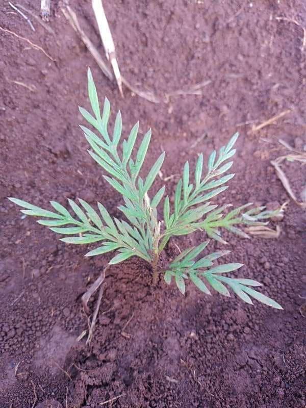 tree image