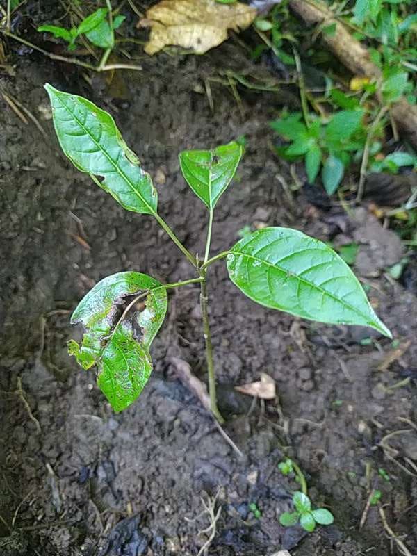 tree image